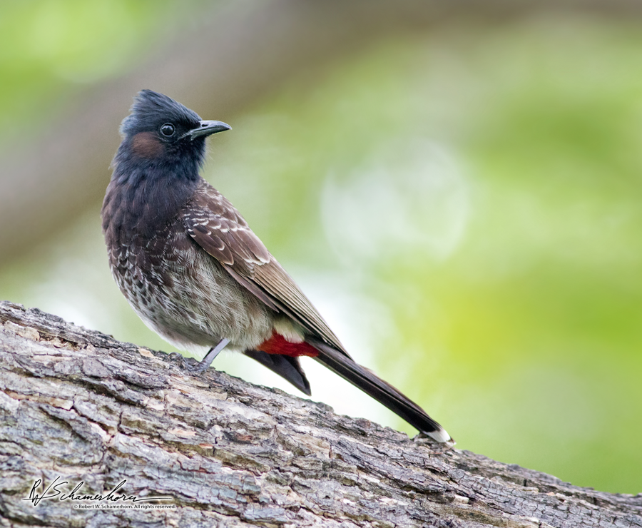 Wildlife Photography Gallery Image
