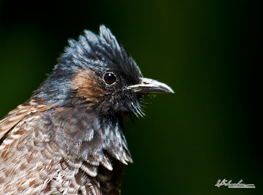 Wildlife Photography Gallery Image