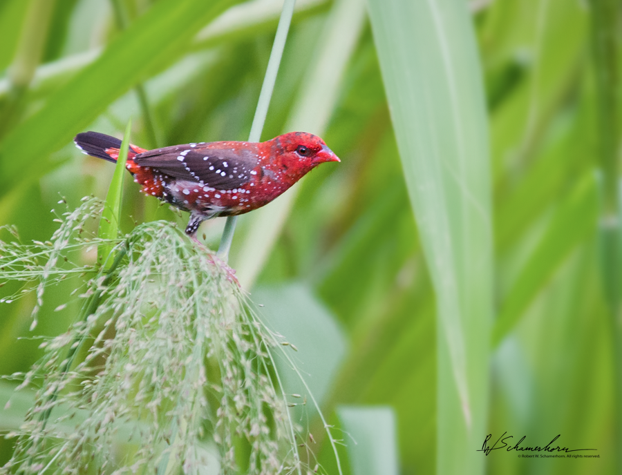 Wildlife Photography Gallery Image