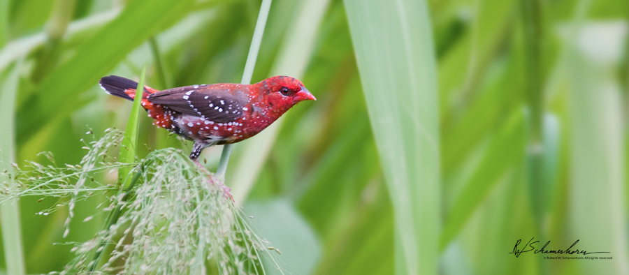 Wildlife Photography Gallery Image