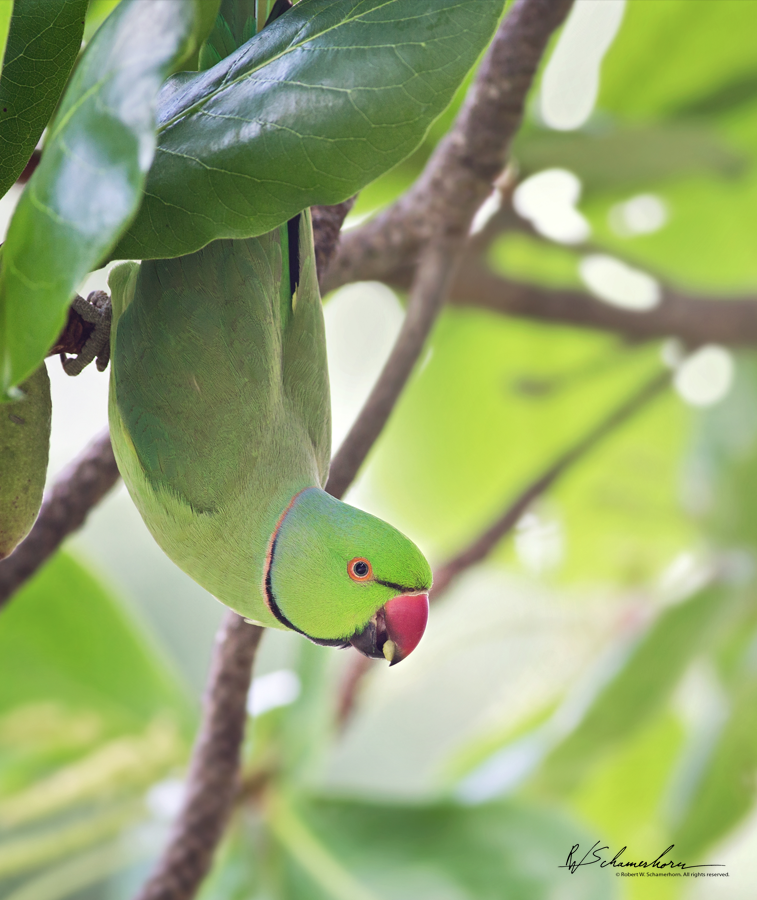 Wildlife Photography Gallery Image