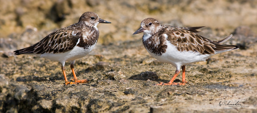 Wildlife Photography Gallery Image