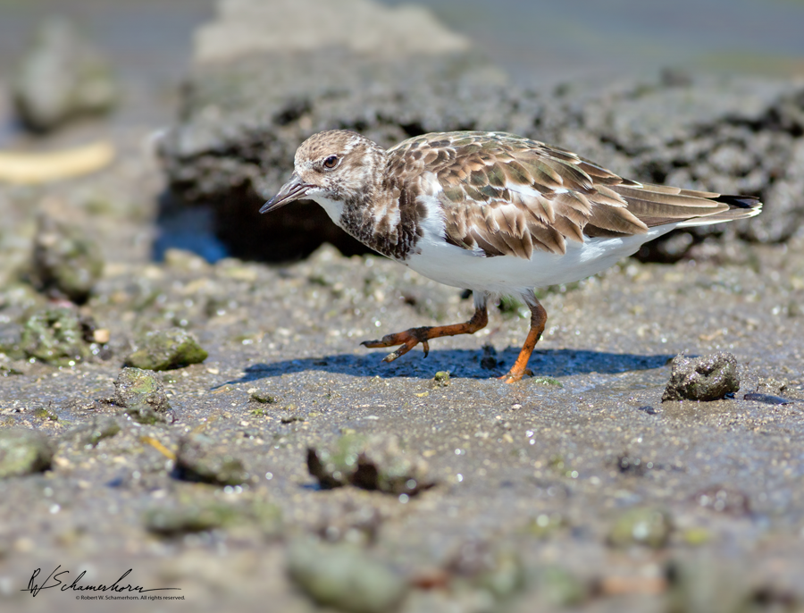 Wildlife Photography Gallery Image