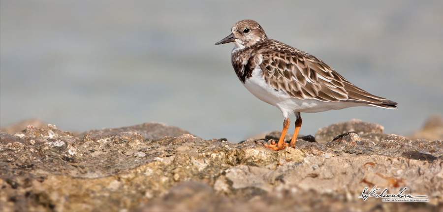 Wildlife Photography Gallery Image