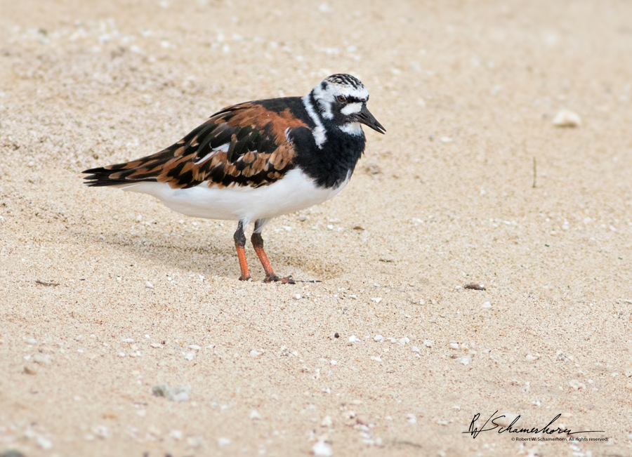 Wildlife Photography Gallery Image