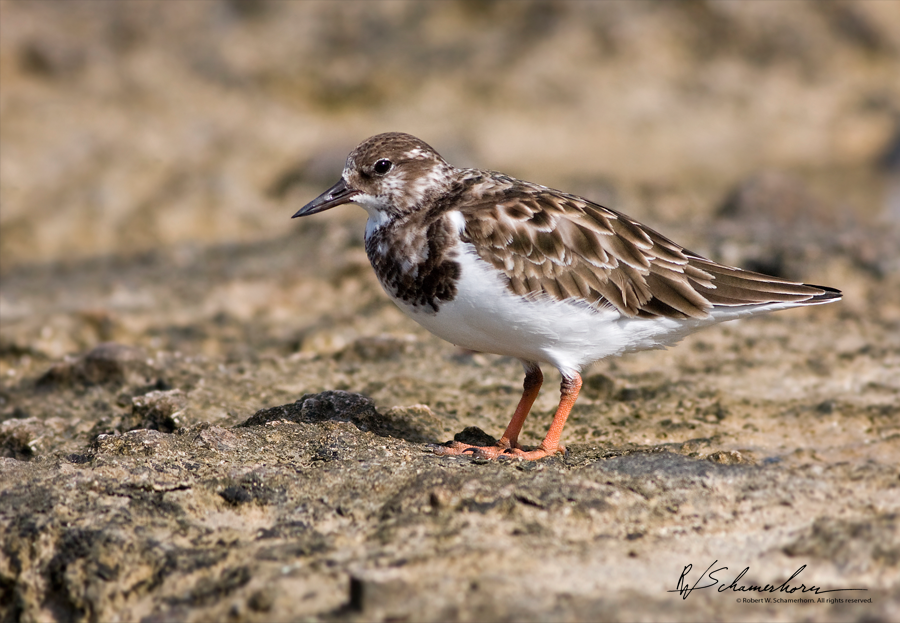 Wildlife Photography Gallery Image