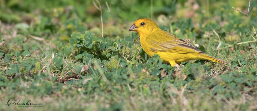 Wildlife Photography Gallery Image