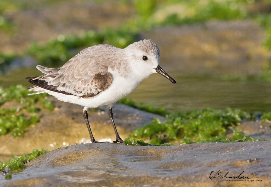 Wildlife Photography Gallery Image
