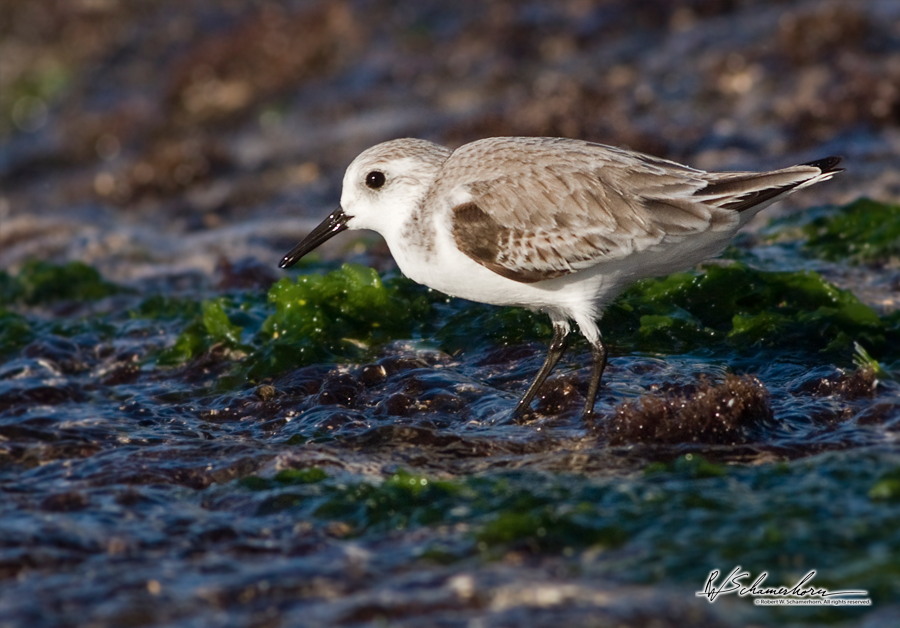 Wildlife Photography Gallery Image