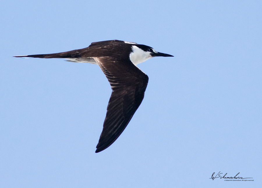 Wildlife Photography Gallery Image