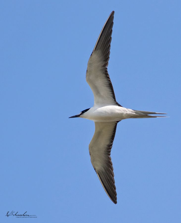 Wildlife Photography Gallery Image
