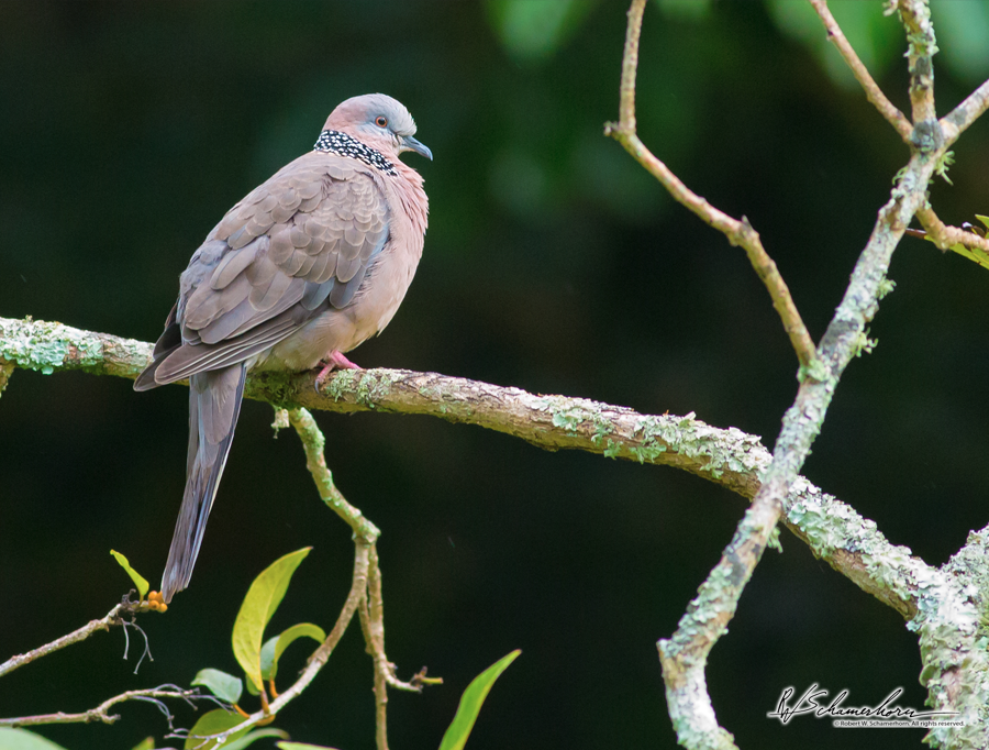 Wildlife Photography Gallery Image