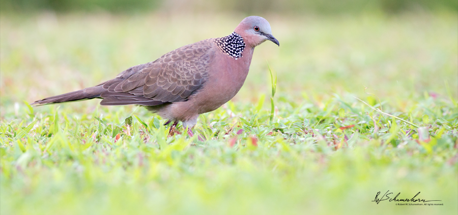 Wildlife Photography Gallery Image