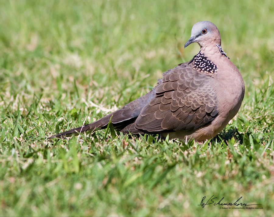 Wildlife Photography Gallery Image