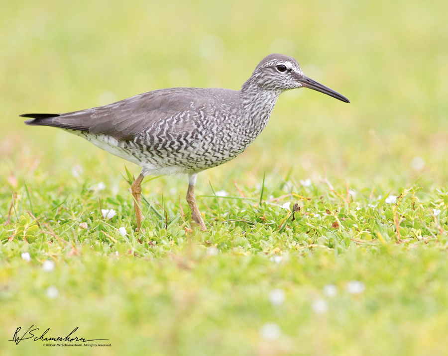 Wildlife Photography Gallery Image