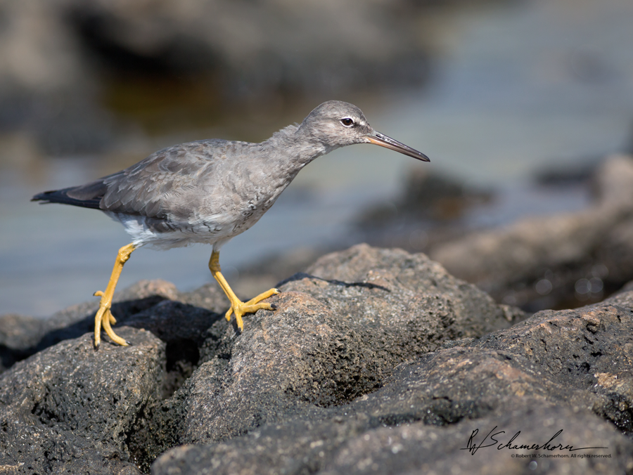 Wildlife Photography Gallery Image