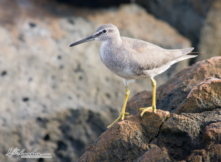 Wildlife Photography Gallery Image