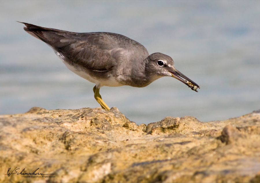 Wildlife Photography Gallery Image