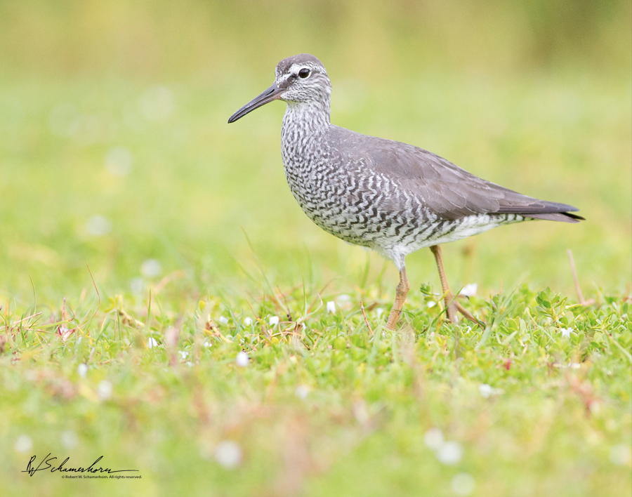 Wildlife Photography Gallery Image
