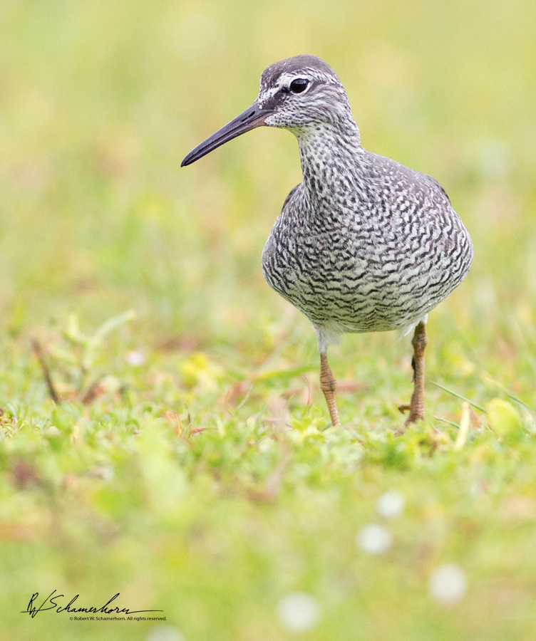 Wildlife Photography Gallery Image