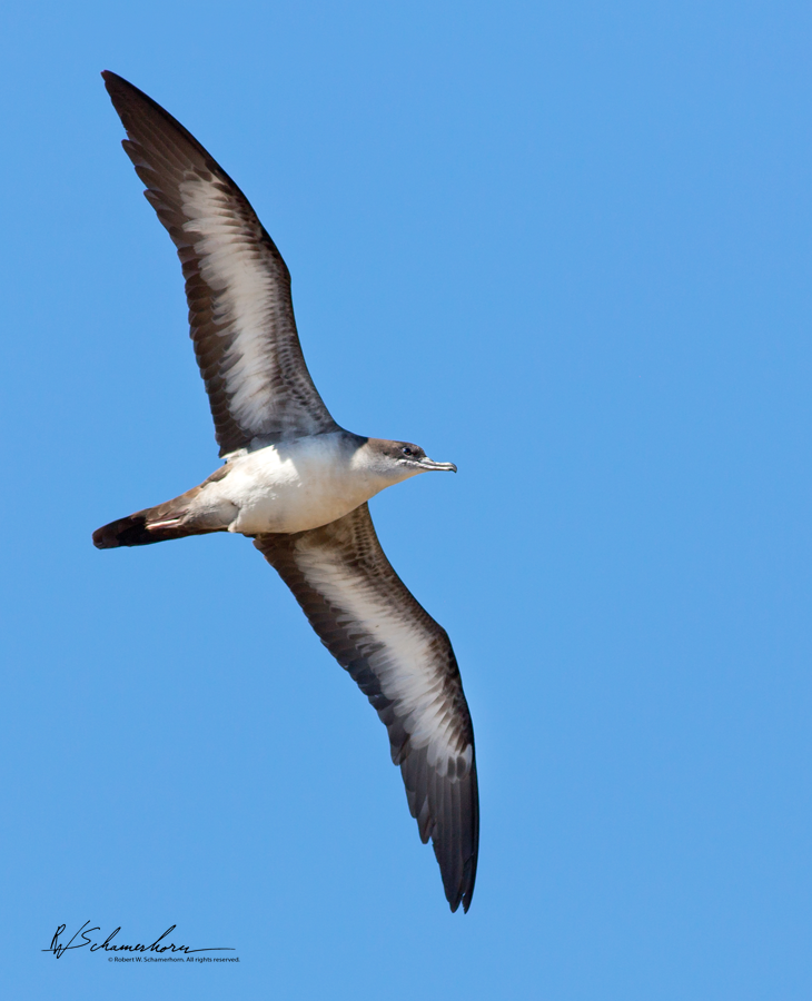 Wildlife Photography Gallery Image