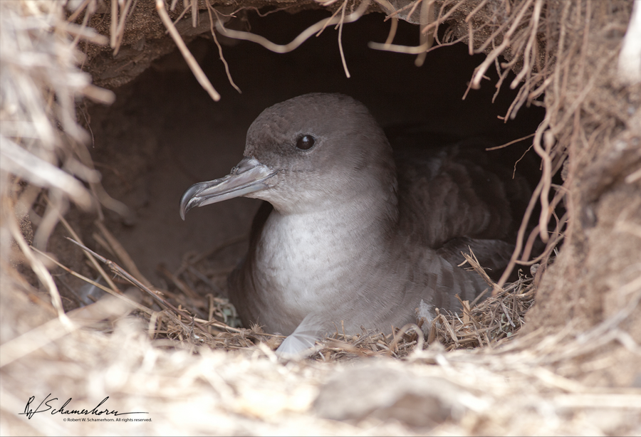 Wildlife Photography Gallery Image