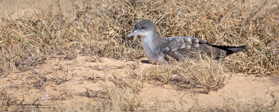 Wildlife Photography Gallery Image