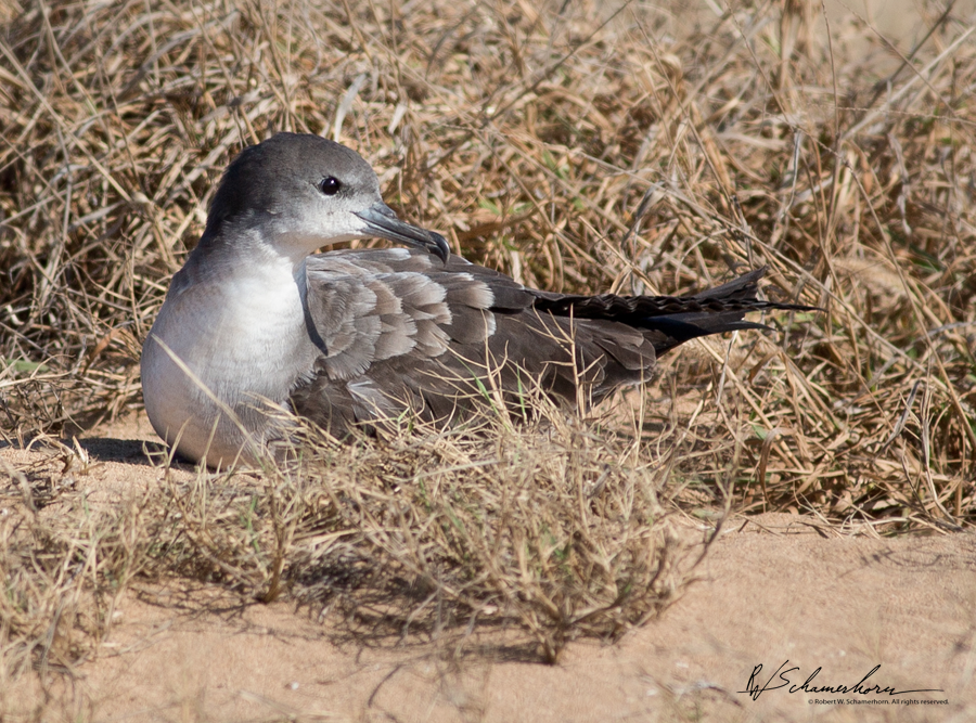 Wildlife Photography Gallery Image