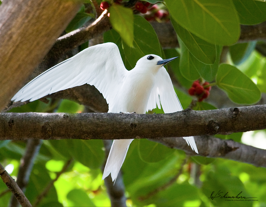 Wildlife Photography Gallery Image