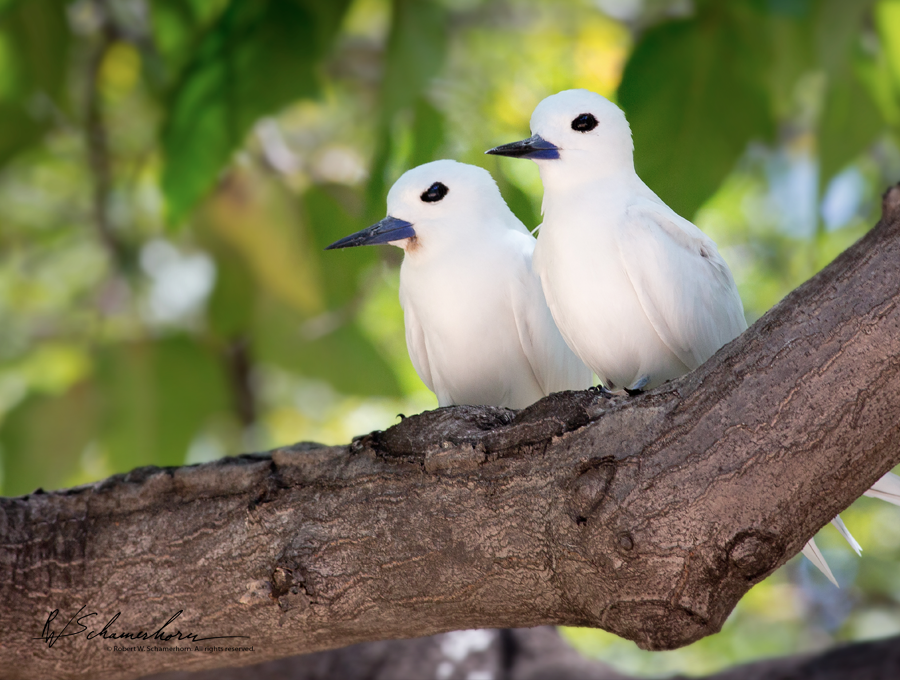 Wildlife Photography Gallery Image
