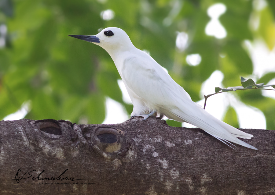 Wildlife Photography Gallery Image