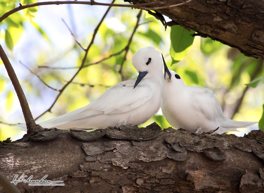 Wildlife Photography Gallery Image