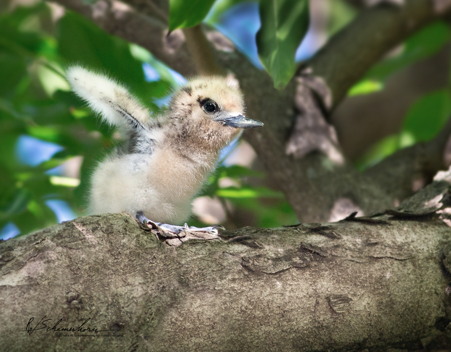Wildlife Photography Gallery Image