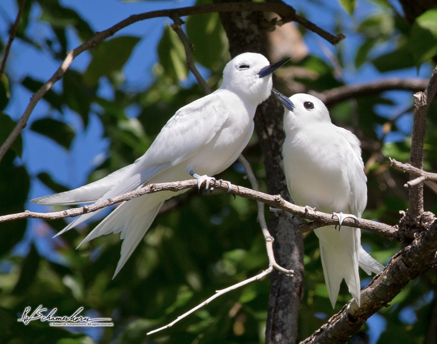 Wildlife Photography Gallery Image