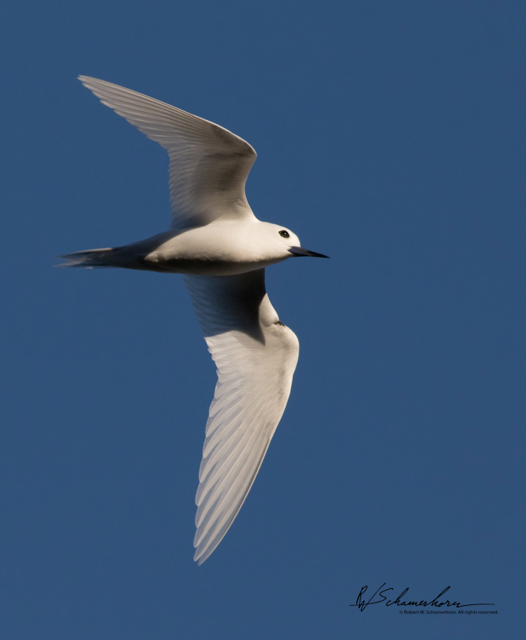 Wildlife Photography Gallery Image