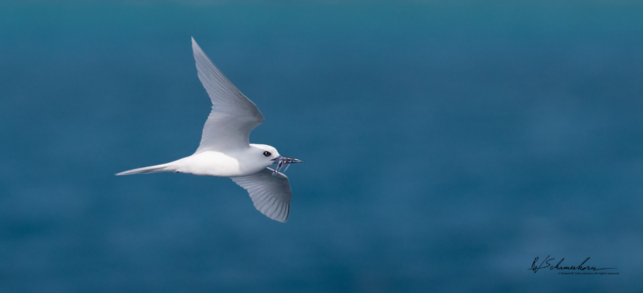 Wildlife Photography Gallery Image