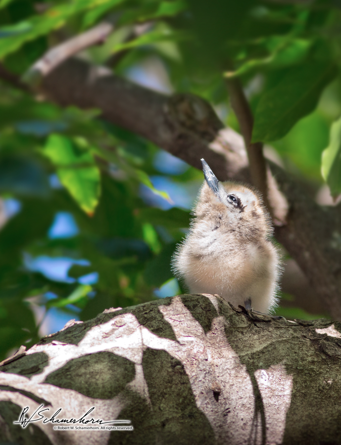 Wildlife Photography Gallery Image