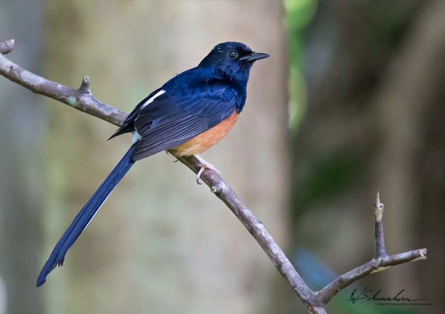 Wildlife Photography Gallery Image