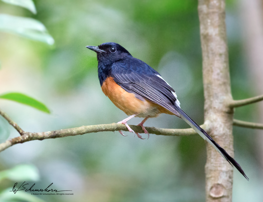 Wildlife Photography Gallery Image