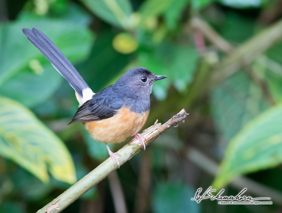 Wildlife Photography Gallery Image