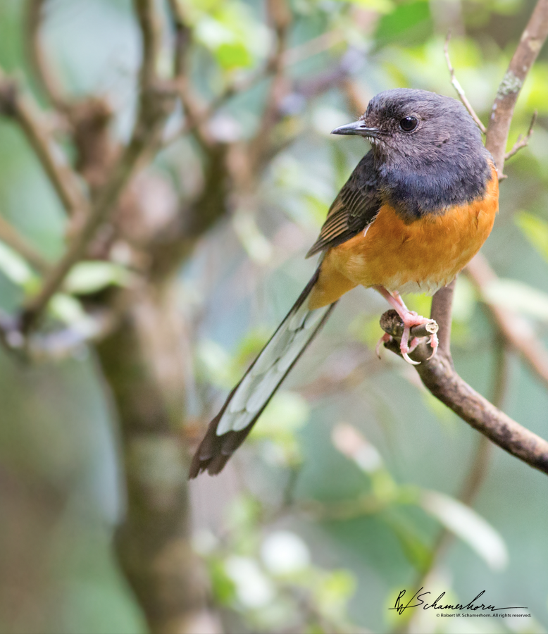 Wildlife Photography Gallery Image