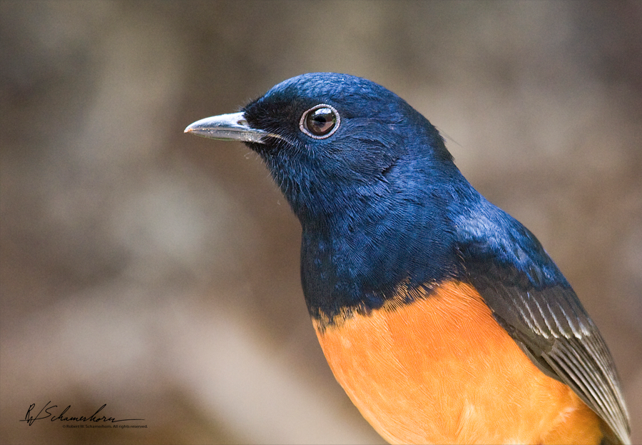 Wildlife Photography Gallery Image
