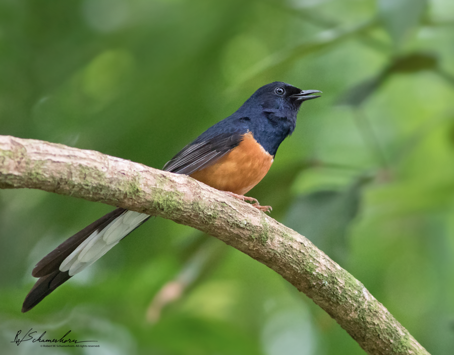 Wildlife Photography Gallery Image