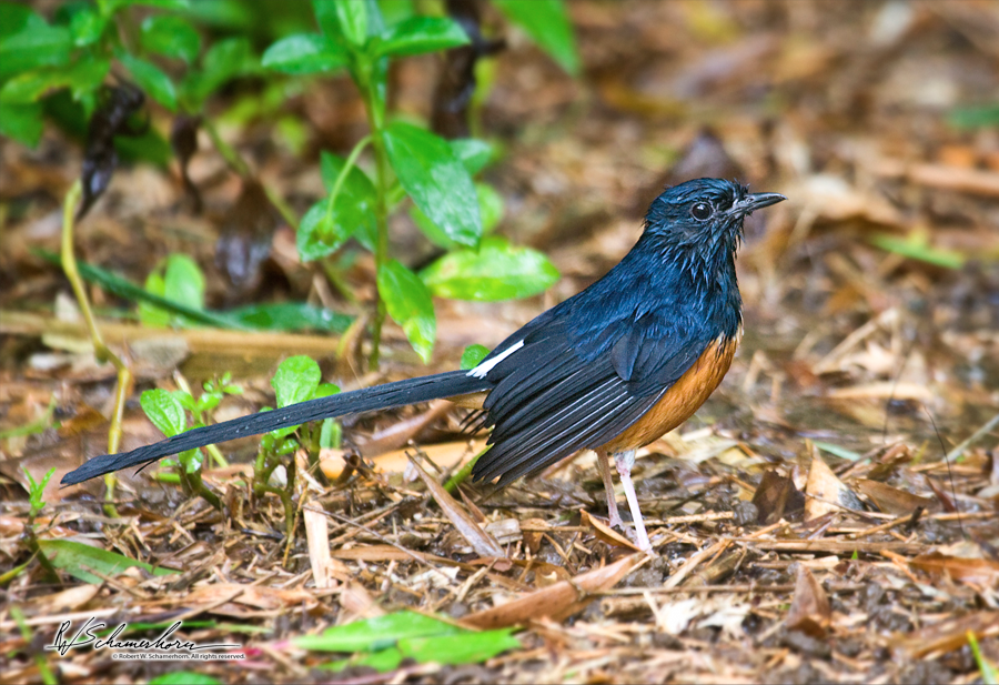 Wildlife Photography Gallery Image
