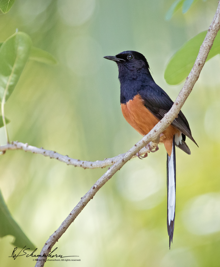 Wildlife Photography Gallery Image