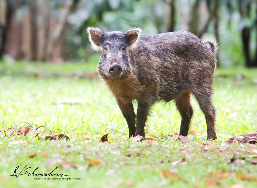 Wildlife Photography Gallery Image