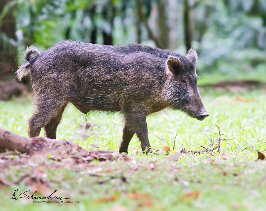 Wildlife Photography Gallery Image