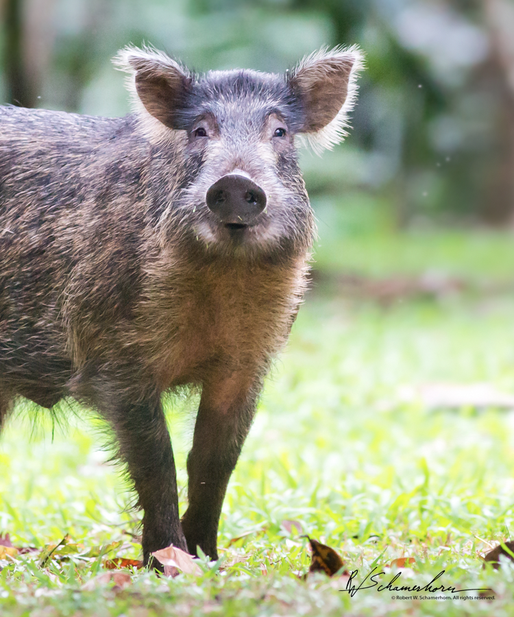 Wildlife Photography Gallery Image