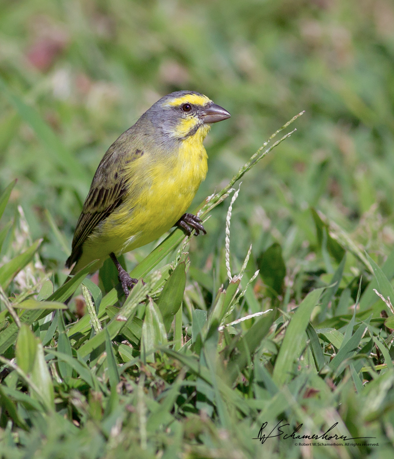 Wildlife Photography Gallery Image