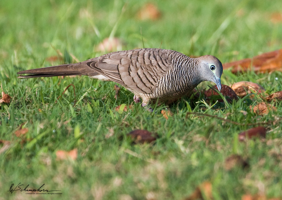 Wildlife Photography Gallery Image
